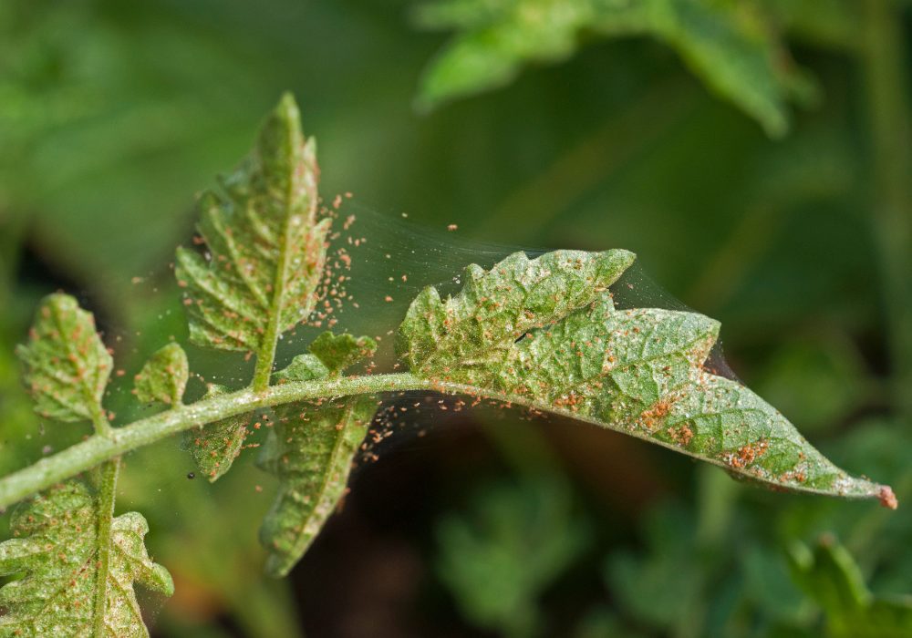 Plant Defense