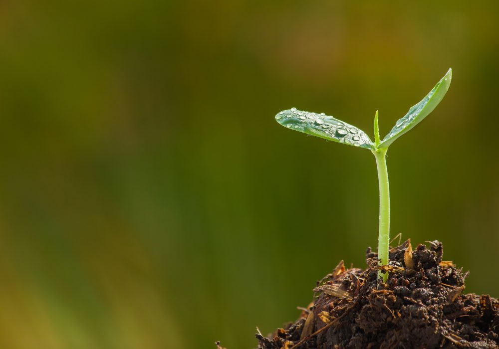 Plant Success - Tablets